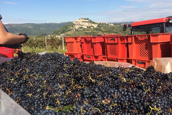 Magical Istria - Istrias Vibrant Local Life