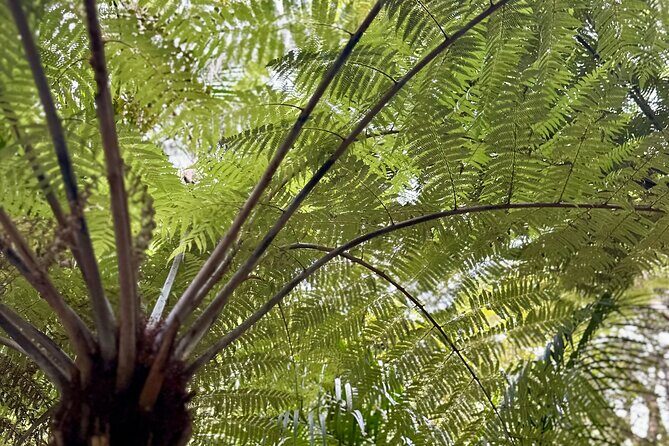 Magical Rotorua Private Tour with Spa Experience from Auckland - An Inside Look at the Rotorua Private Tour