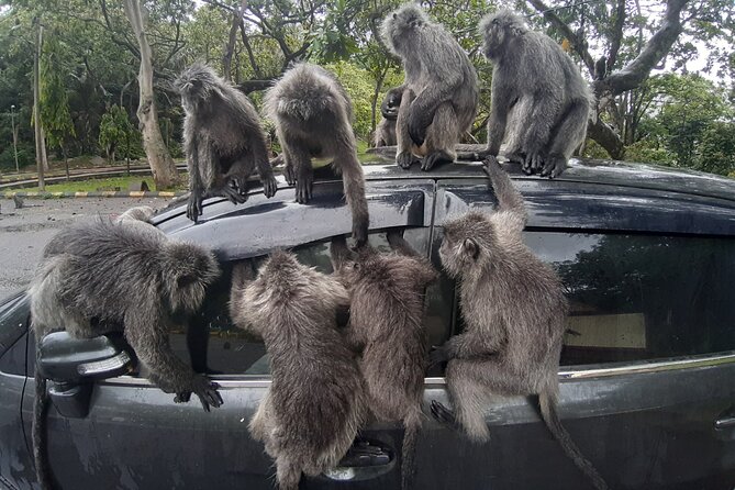 Magical Tour of Kuala Selangor Fireflies - Good To Know