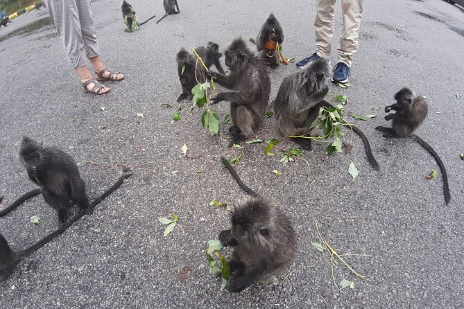 Magical Tour of Kuala Selangor Fireflies - Cancellation Policy