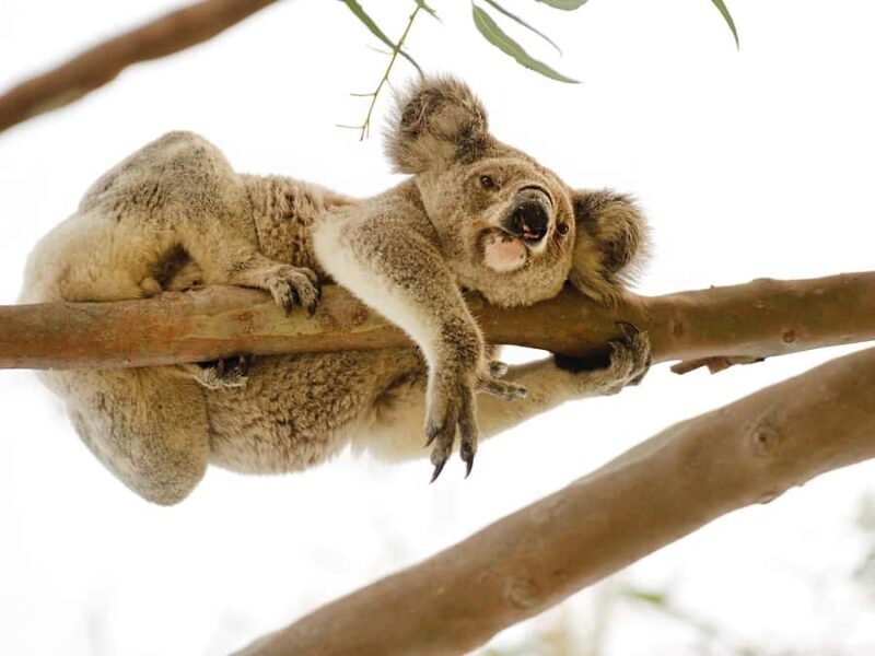 Magnetic Island: West Coast Eco Adventure Bus Tour - Good To Know  