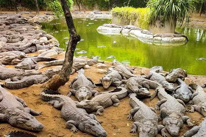 Mahabalipuram and Madras Crocodile Bank Trip From Chennai Wtih Lunch,Transport - Tour Highlights
