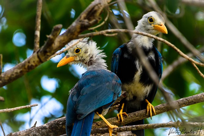 Mahahual and Costa Maya Birdwatching - Personalized Attention and Comfortable Amenities