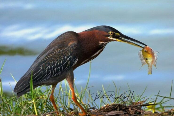 Mahahual: Costa Maya Birdwatching Experience - Activity Details