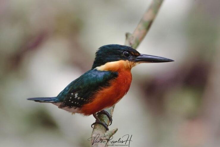 Mahahual: Costa Maya Birdwatching Experience - Experience Highlights