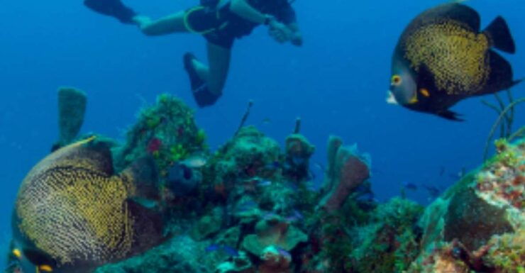 Mahahual: Marine Ecology Diving Experience - Booking Details