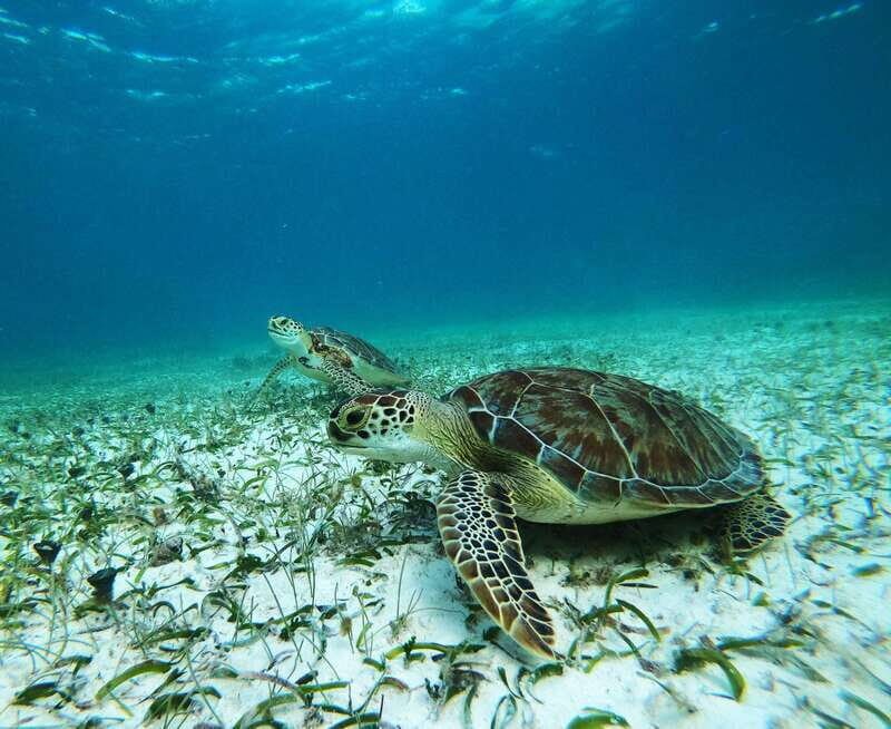 Mahahual: Snorkel Tour in Reef Lagoon - Good To Know