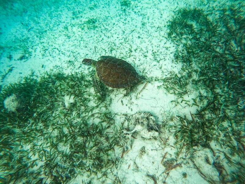 Mahahual: Snorkeling Boat Tour - What to Consider Before Booking