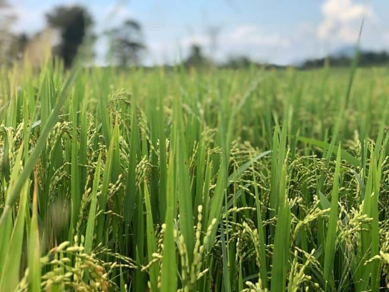 Mahiyanganaya: Guided Cycling Tour with Hotel Pickup - Final Thoughts: Who’s This Tour Best For?