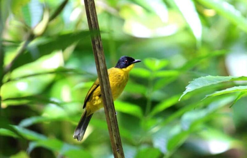 Mahiyanganaya: Sorabora Lake Sunset Birdwatching Tour - An Authentic Birdwatching Adventure at Sorabora Lake
