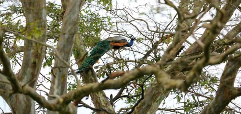 Mahiyanganaya: Sorabora Lake Sunset Birdwatching Tour - The Landscape and Ecosystem