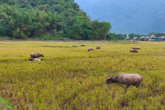 Mai Chau Day Trip: Explore the Beauty of Rural Villages by Bike - FAQ
