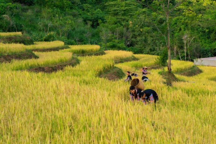Mai Chau Day Trip Getaway With Transfer, Lunch and Cycling - Flexible Travel Plans and Booking