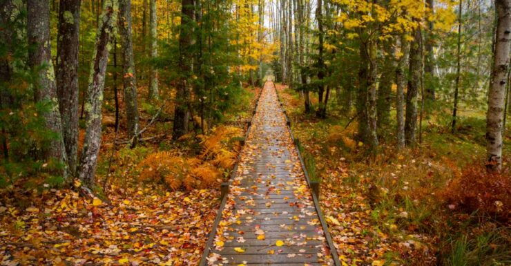 Maine: Self-Guided Walking & Driving Audio Tour Bundle - Experiences
