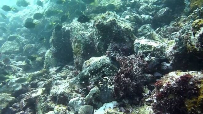 Maio: Reef Snorkeling - Important Information