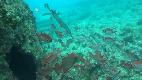 Maio: Reef Snorkeling - Group Size