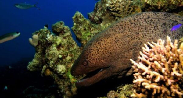 Maio: Reef Snorkeling - Frequently Asked Questions