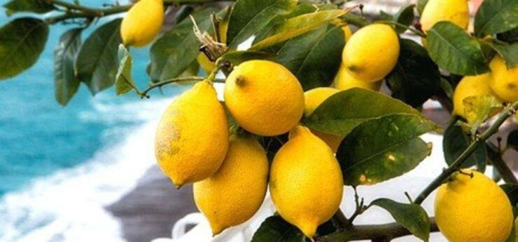 Maiori: Amalfi Coast Path of Lemons Day Trip With Tastings - Activity Details