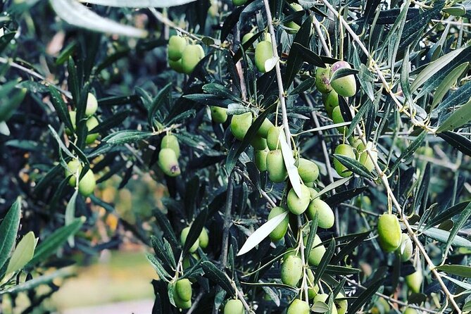 Maipú Wine and Olive Oil Tour - Pricing and Reviews