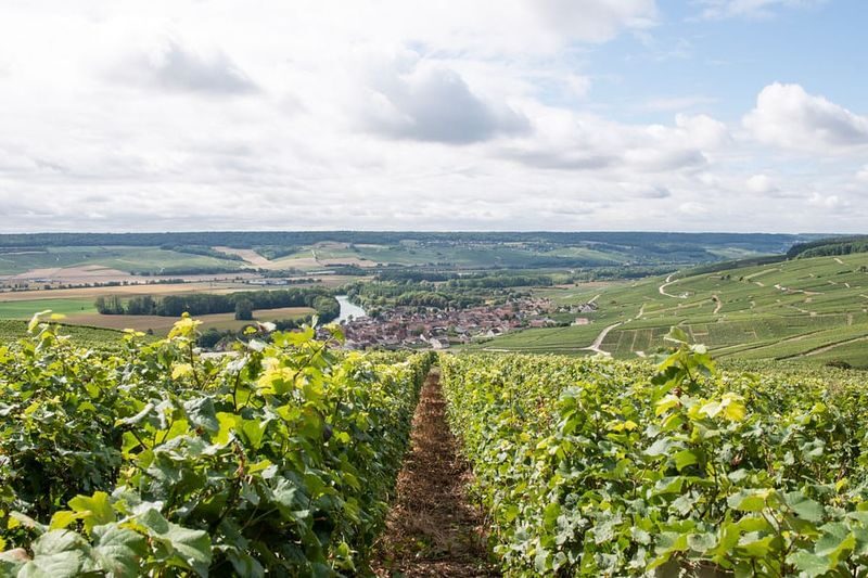 Maison Mumm, family growers tour with lunch in Reims - Two family growers, two smaller-scale perspectives