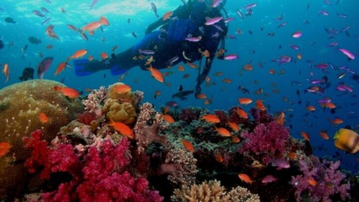 Maithon Private Island: Small Group Scuba Dive or Snorkeling - Activity Details