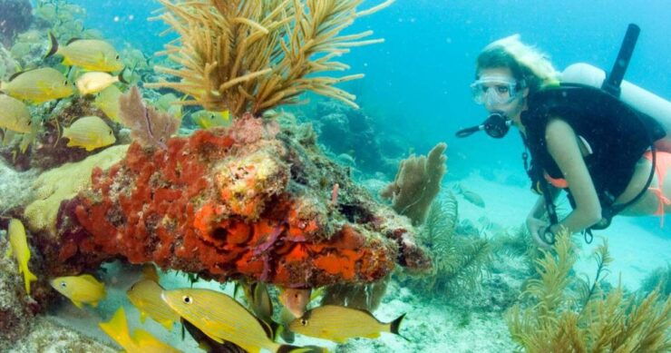 Maithon Private Island: Small Group Scuba Dive or Snorkeling - Instructor and Language