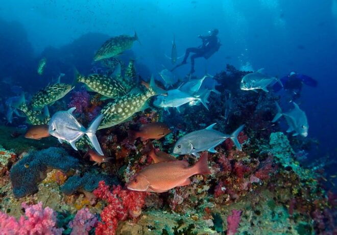 Maithon Private Island: Small Group Scuba Dive or Snorkeling - Experience Highlights