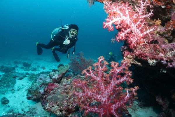 Maithon Private Island: Small Group Scuba Dive or Snorkeling - The Sum Up
