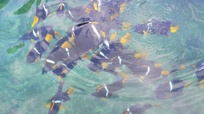 Majahuitas Tour and Snorkeling - Highlights