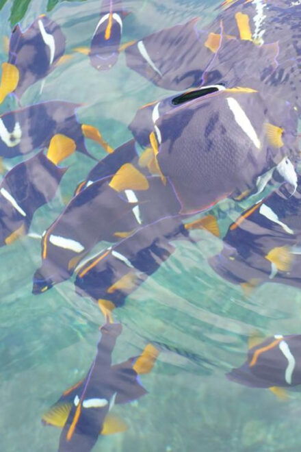 Majahuitas Tour and Snorkeling - Meeting Point and Transportation
