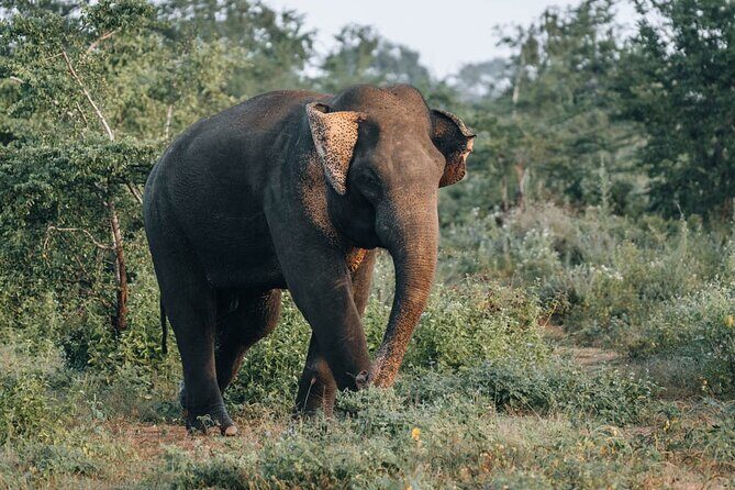 Majestic Sri Lanka in 13 Days All Inclusive VIP Tour by Sithiyam - From Fish Markets to Ancient Ruins