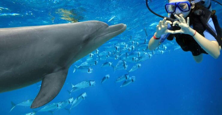 Makadi Bay: Dolphin Watching Boat Tour W/ Private Transfers - Booking Information