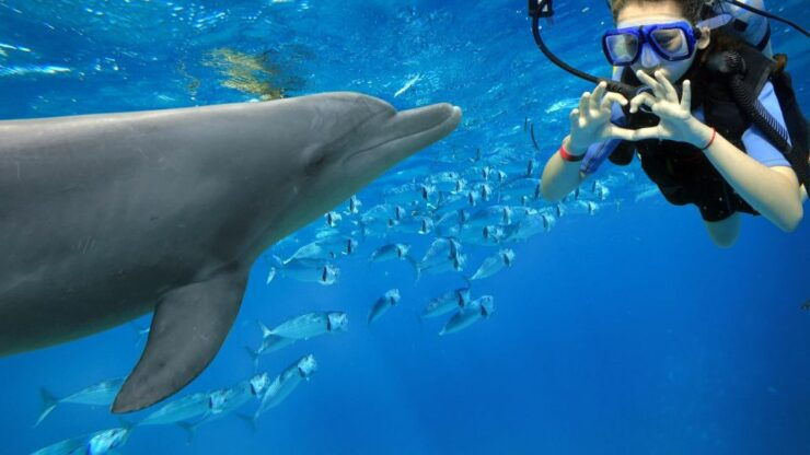 Makadi Bay: Dolphin Watching Boat Tour W/ Private Transfers - Activity Highlights