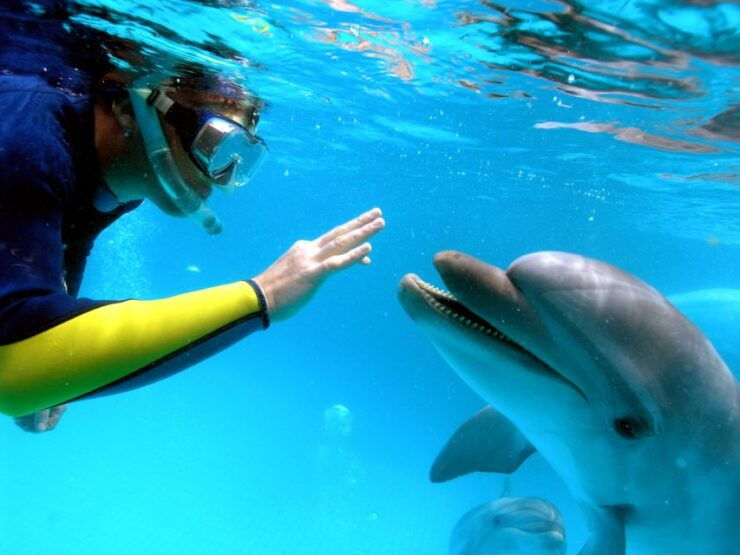 Makadi Bay: Dolphin Watching Boat Tour With Lunch & Drinks - Booking Details and Flexibility