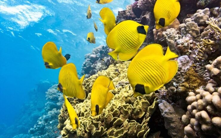Makadi Bay: Quad Along the Sea and Sharm El Naga Snorkeling - Activity Details