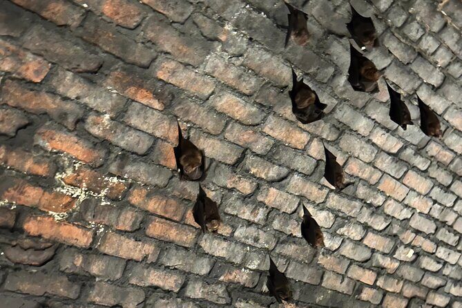 Makang, Mutan, Houtong Cat Village & Sandiaoling Day Tour - Transportation and Overall Experience