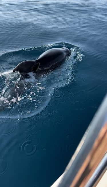 Makarska: Private halfday boat tour ,Hvar,small blue Cave - Makarska: Private Halfday Boat Tour to Hvar and the Blue Cave