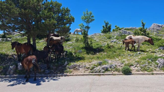 Makarska Skywalk Biokovo Tour - Thrilling Buggy Ride