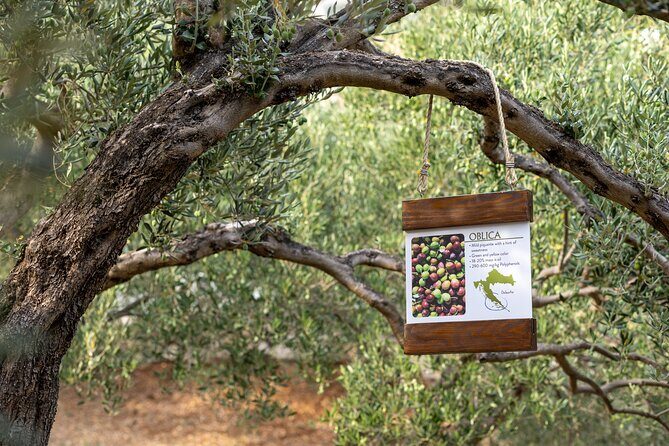 Makarska Tuk Tuk Tour Olive Grove, Scenic Views and Tastings - Practical Details and What to Expect