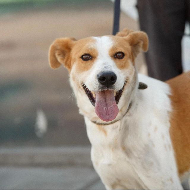 Make a Dog's Day and Taste Greece in Skiathos - Activity Details