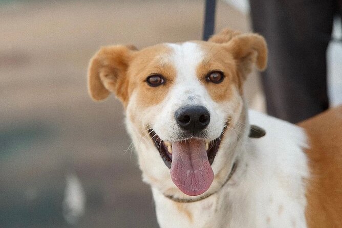 Make a Dogs Day and Taste Greece in Skiathos - Immerse Yourself in Greek Culture