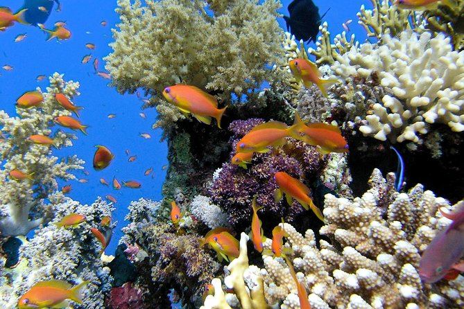 Makena Turtle Town Eco Adventure in Maui - Common Questions