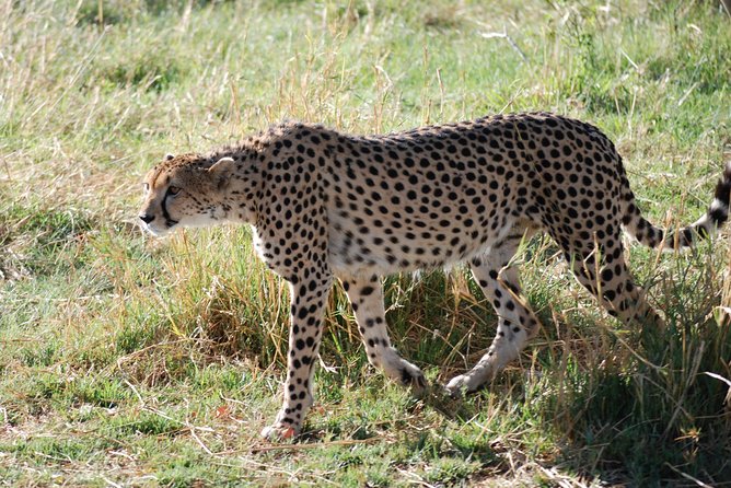 Makgadkgadi Pans - Central Kalahari Adventure 7 Nights/ 8 Days - Meal Plan and Dining Options