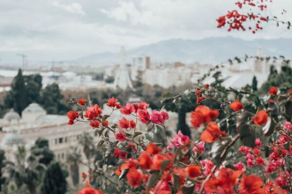 Málaga: Highlights, Old Town & Viewpoint Walking Tour - Testimonials