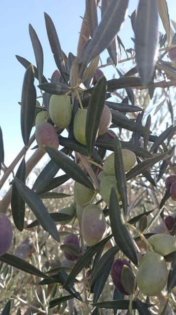 Malaga: Olive Harvesting and Olive Oil Experience - What to Bring and Not Bring