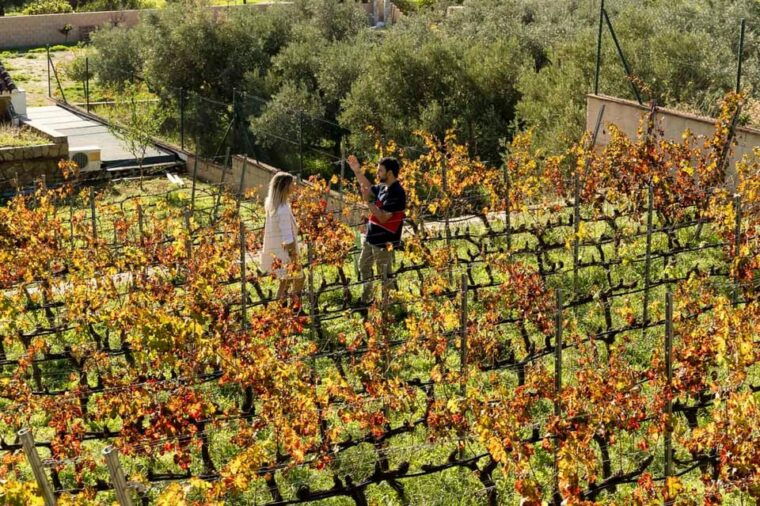 Malaga: Vineyard and Cellar Visit With 6 Top Wines and Tapas - Wine Selection and Tasting