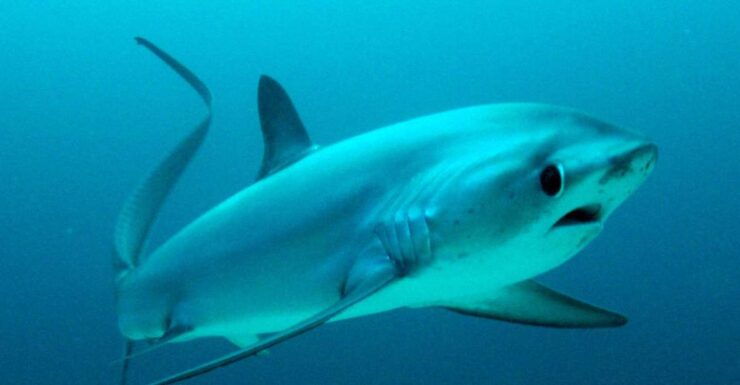 Malapascua: Advance Divers Shark Dive & Optional Transfer - Booking and Cancellation Policies