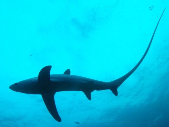 Malapascua: Advance Divers Shark Dive & Optional Transfer - Thresher Shark Dive Description
