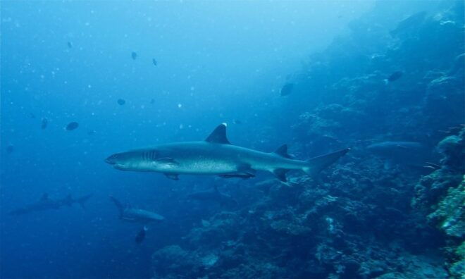 Malapascua: Advance Divers Shark Dive & Optional Transfer - Additional Information