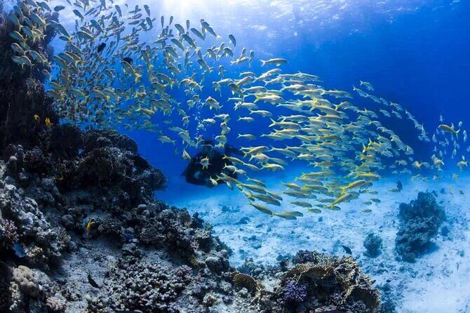 Malapascua Island Day Tour from Cebu City - Frequently Asked Questions